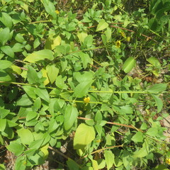 Wollastonia biflora