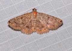 Toxonprucha pardalis