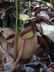 Nepenthes bicalcarata