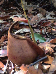 Nepenthes bicalcarata