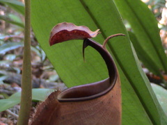Nepenthes bicalcarata