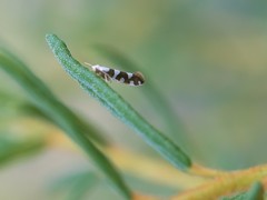 Argyresthia brockeella
