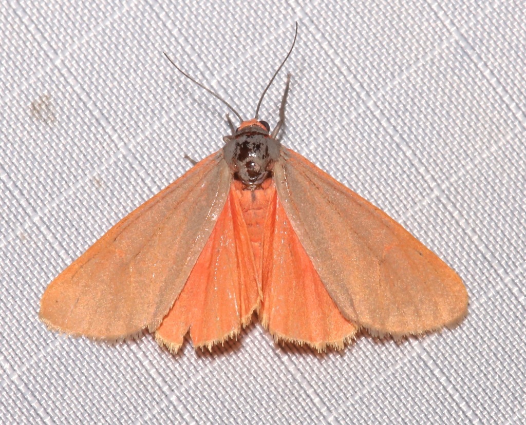 Virbia costata