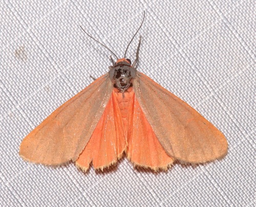 Virbia costata Stretch, 1884