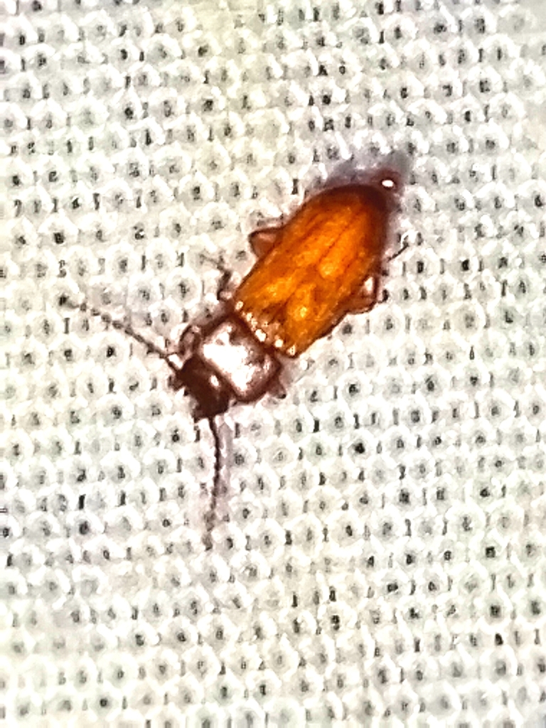 Darkling beetle