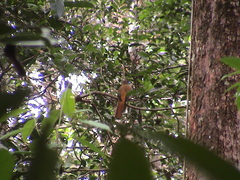 Harpactes diardii diardii