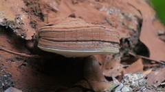 Ganoderma