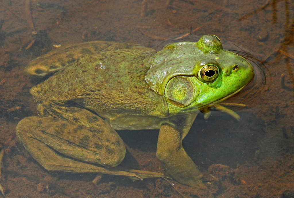 American Bullfrog / Ouaouaron (Amphibians of Fundy National Park /  Amphibiens du parc national Fundy) · iNaturalist