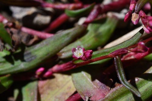 Persicaria foliosa iNat (1)