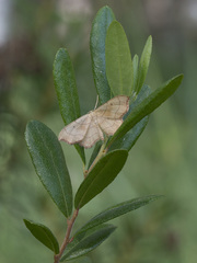 Idaea emarginata