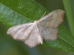 Idaea emarginata