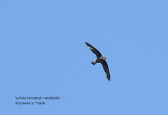 Hirundapus caudacutus