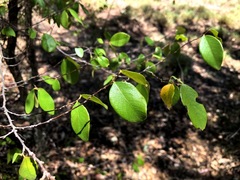 Bridelia leichhardtii