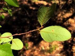 Bridelia leichhardtii