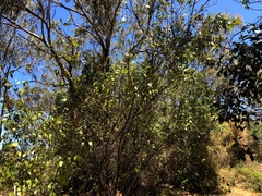 Bridelia leichhardtii