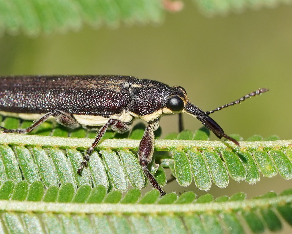 Rhinotia