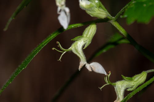 Teucrium taiwanianum