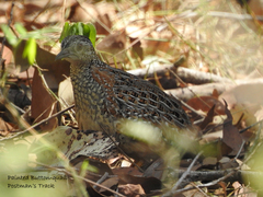 Turnix varius