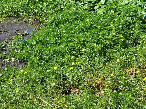 Ludwigia × taiwanensis, photograph 1