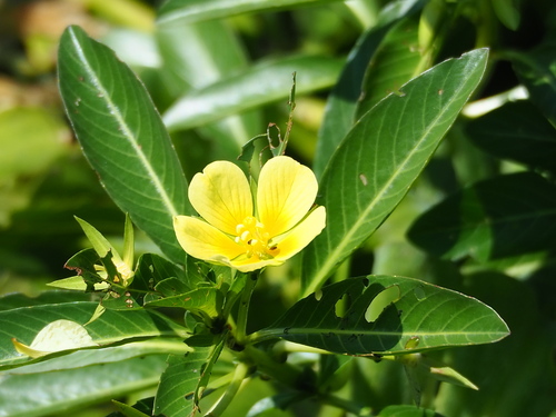 Ludwigia taiwanensis