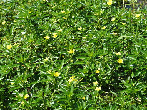 Ludwigia × taiwanensis, photograph 2