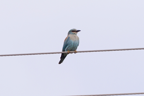 European Roller