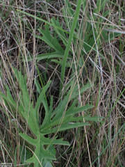 Pelargonium schlechteri