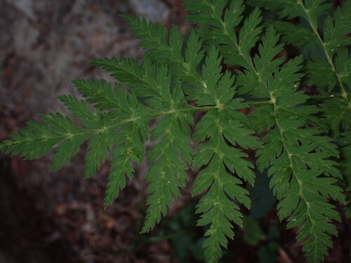Villar's chervil (Chaerophyllum villarsii)