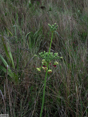 Pelargonium schlechteri