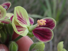 Pelargonium schlechteri