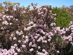 Limonium capense