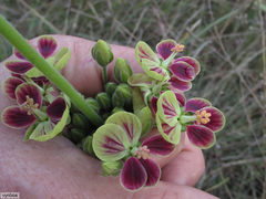 Pelargonium schlechteri