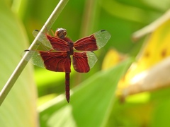 Camacinia gigantea