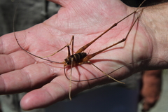 Pachyrhamma acanthocerum