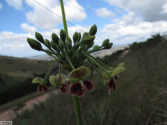 Pelargonium schlechteri