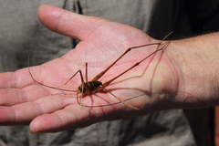 Pachyrhamma acanthocerum