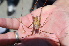 Pachyrhamma acanthocerum