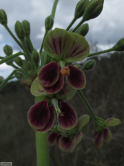 Pelargonium schlechteri