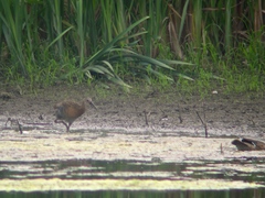 Rallus elegans