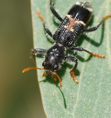 Clerinae