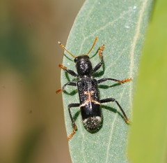 Clerinae