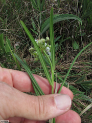 Xysmalobium involucratum