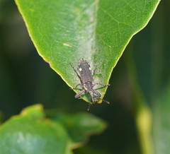 Rhinotia bimaculata