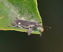 Rhinotia bimaculata
