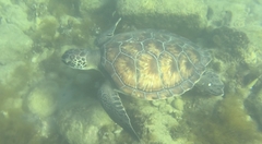 Loggerhead sea turtle