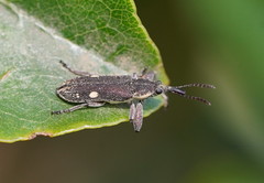 Rhinotia bimaculata