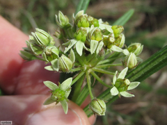 Xysmalobium involucratum