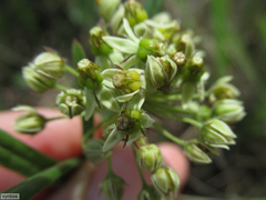 Xysmalobium involucratum