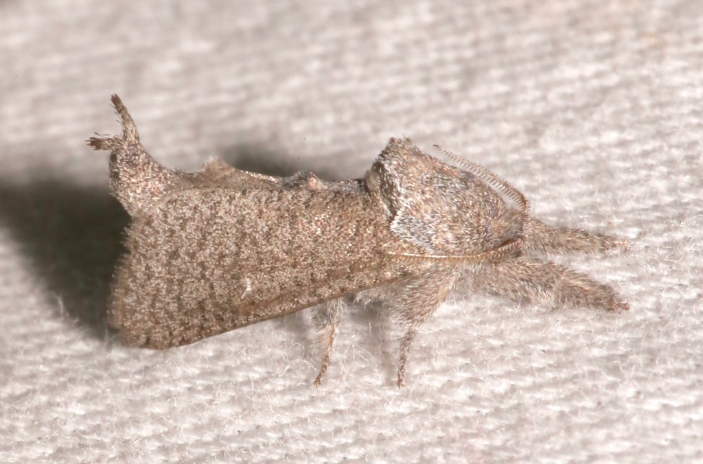 Pine Carpenterworm Moth