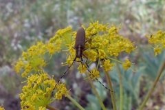 Agapanthia asphodeli